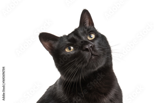 Black cat with curious expression, isolated on transparent background