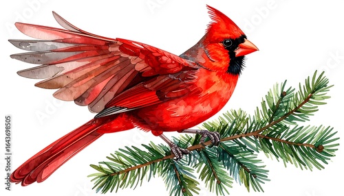 Watercolor cardinal on pine branch