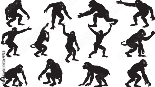 From Branch to Branch: A Study of Primate Adaptations