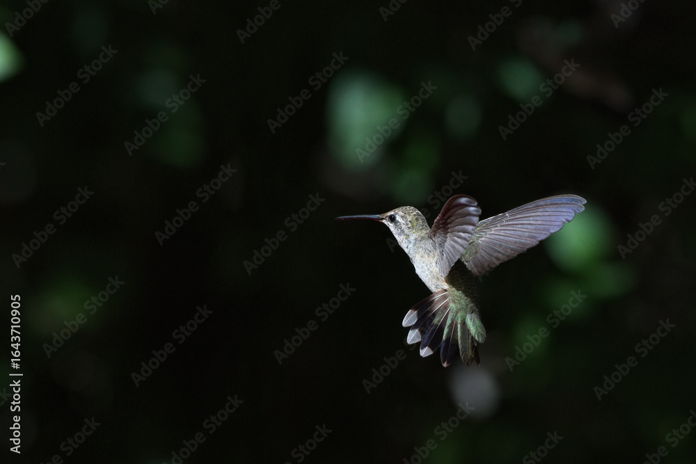 Naklejka premium Tail feathers spread and wings wide in unique, agile, controlled flight of hummingbird against dark, natural background