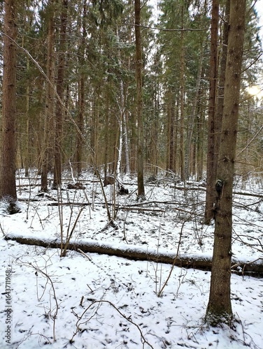 Beautiful winter wild nature. Snow covered trees and bushes. Unique forest image before the New Year.