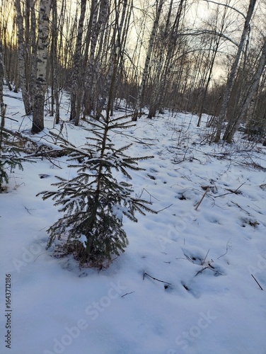 Beautiful winter wild nature. Snow covered trees and bushes. Unique forest image before the New Year.