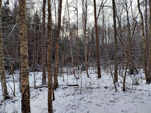 Beautiful winter wild nature. Snow covered trees and bushes. Unique forest image before the New Year.