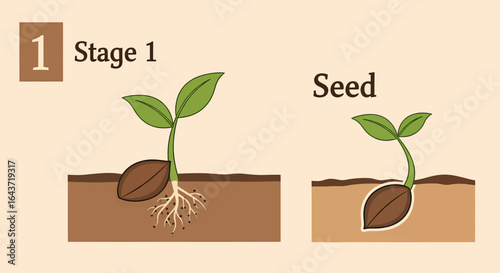 Illustration of the first stage of a plant's life cycle, from seed germination to a young sprouting seedling with roots.