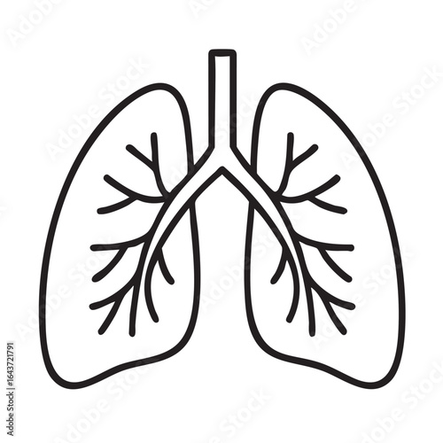 Lungs illustration anatomical drawing for medical concept of respiratory system health with detailed outline of alveoli and trachea for education