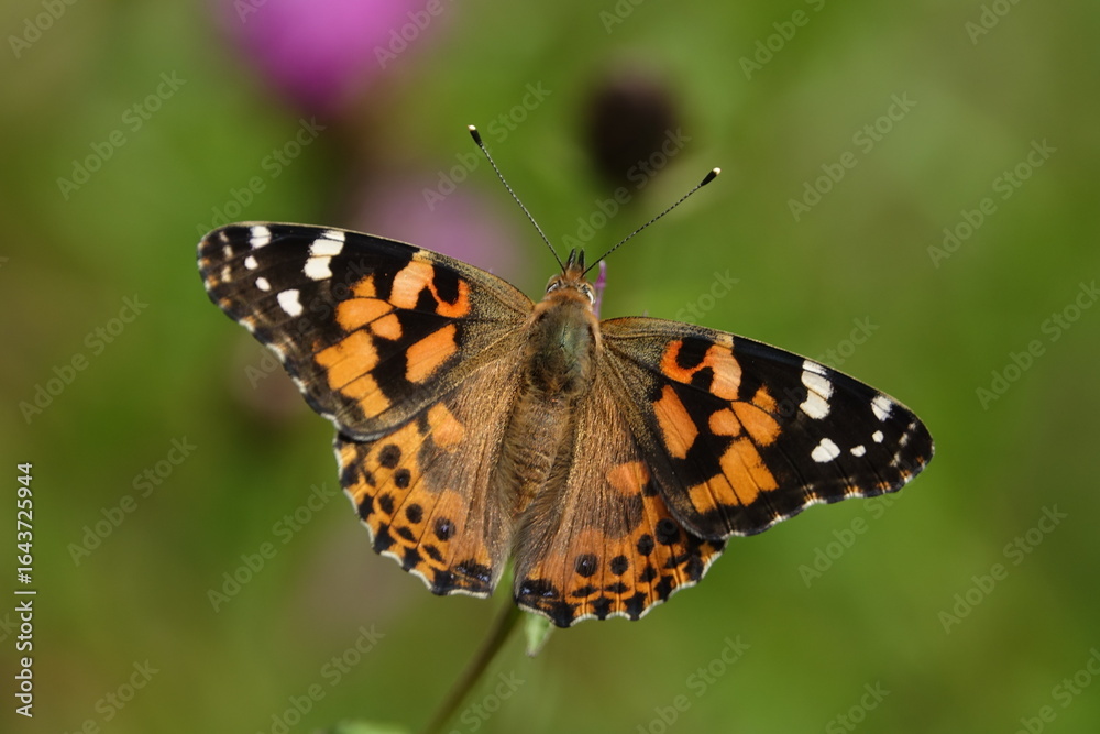 painted lady butterfly (Vanessa cardui) painted lady butterfly (Vanessa cardui)