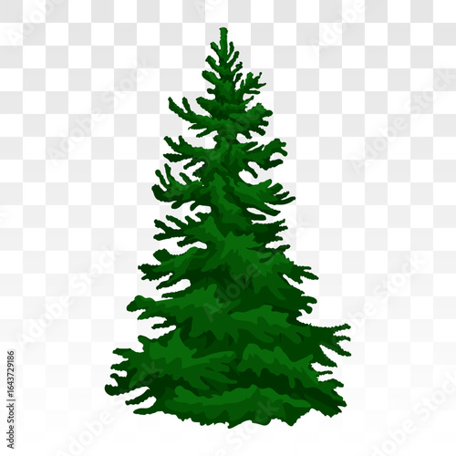 winter forest pine. Winter fir tree. Eps 10. pine trees covered in snow. Realistic green pine trees under snow. Forest