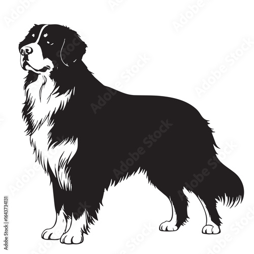 black bernese mountain dog Silhouette Vector, High Quality Illustration on White Background
