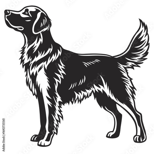A vector illustration of a cute young black and white border collie puppy sitting on a white background