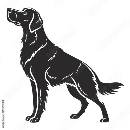 A young black Labrador retriever and a white Border Collie puppy are sitting on a white background