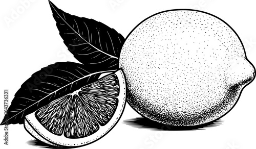 Lemon with leaves and slice in botanical illustration style
