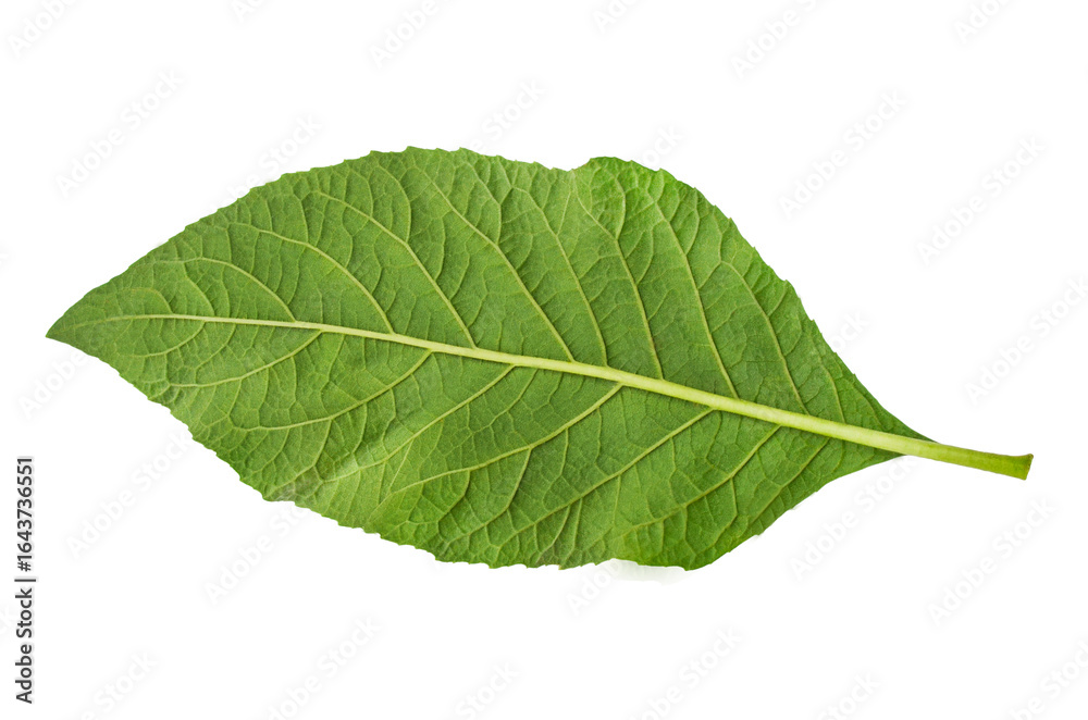 Obraz premium a fresh leaf with coarse fibers isolated on a white background. blackberry leaf texture. green young leaves