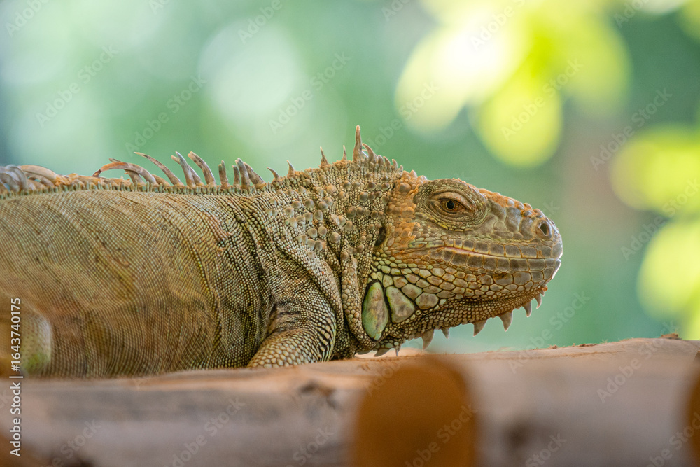 Fototapeta premium A vibrant orange iguana lizard is on the wooden branch. Animal portrait photo, close-up.