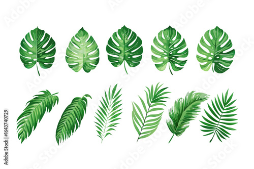 Tropical leaves illustration of monstera and palm leaves, green foliage, exotic plants, nature design, art