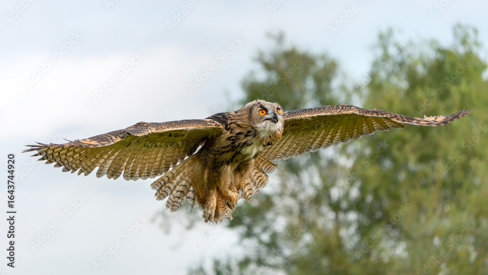 Fototapeta premium European Eagle Owl (Bubo bubo) in flight.