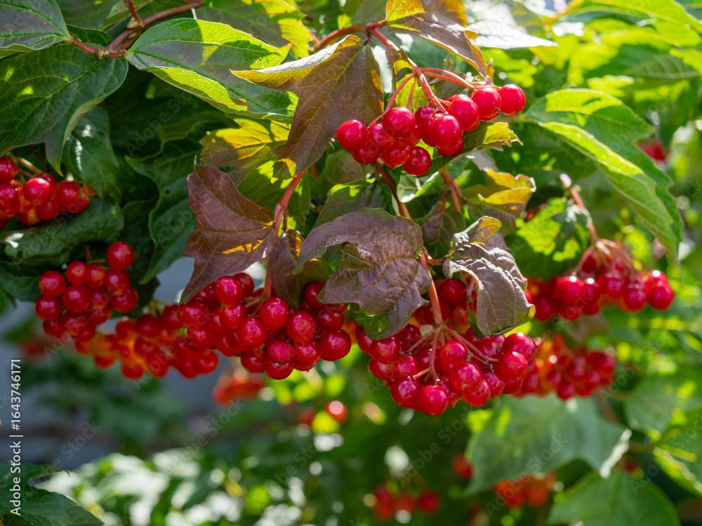 Obraz premium Close-up of beautiful red fruits of viburnum vulgaris. Guelder rose (viburnum opulus) berries and leaves in the autumn. Red viburnum berries on a branch in the garden.
