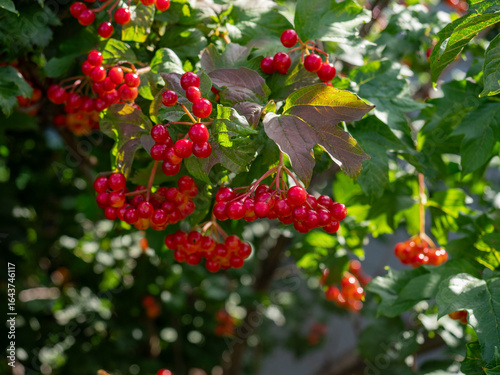 Close-up of beautiful red fruits of viburnum vulgaris. Guelder rose (viburnum opulus) berries and leaves in the autumn. Red viburnum berries on a branch in the garden.