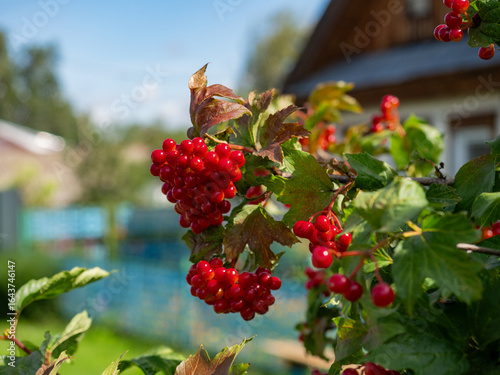 Close-up of beautiful red fruits of viburnum vulgaris. Guelder rose (viburnum opulus) berries and leaves in the autumn. Red viburnum berries on a branch in the garden.