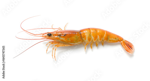 A single shrimp on a white background