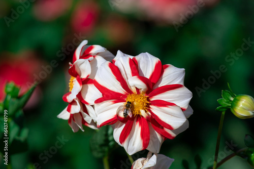 Colorful red and white flowers in a garden with a bee gathering pollen, showc...