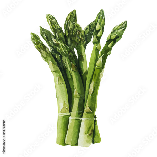 My Watercolor illustration, asparagus bundle in top view painting isolated on a white background, illustration, AI painting design, vector illustration set, eps format	