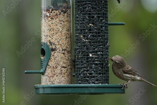 This unique photograph captures a rare bird with a noticeable beak defect, making it a truly hard-to-find shot. 
