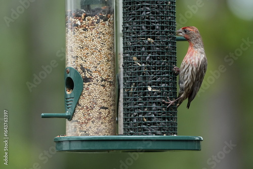 House Finch on Feeder – Close-Up of Red-Headed Male Bird. A detailed close-up photograph of a male House Finch clinging to a bird feeder filled with sunflower seeds. The bird’s vibrant red head and ch