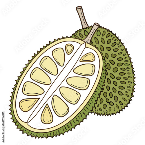 Illustration of a Durian Fruit, Sliced Open, Showing the Pale Yellow Fruit