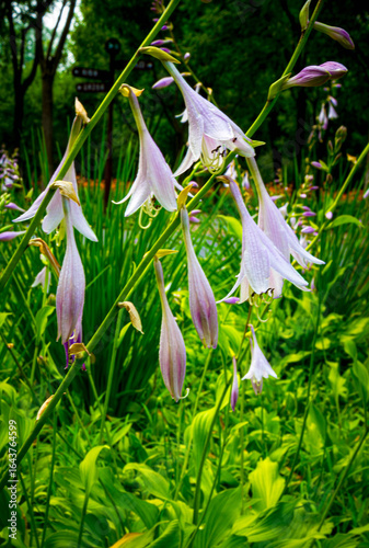 Fotografía Close-up of Purple Hosta Flowers in Bloom