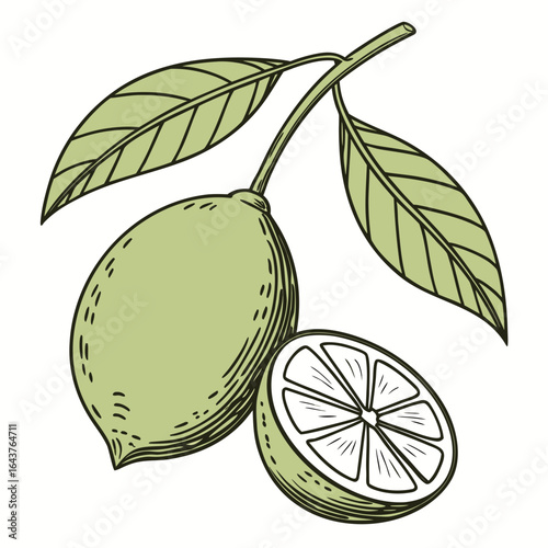 Elegant lime illustration on a branch with leaf and sliced half portion