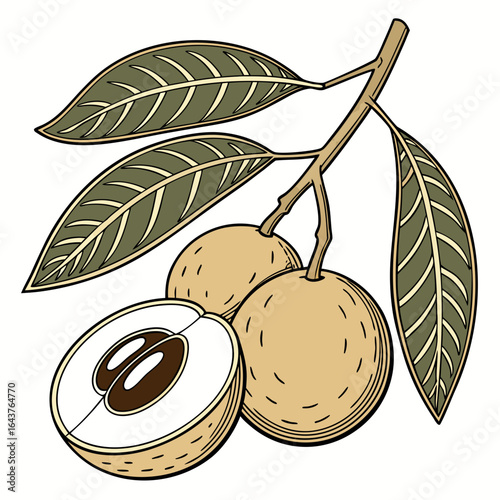 Detailed illustration of a longan fruit branch with leaves and cross section