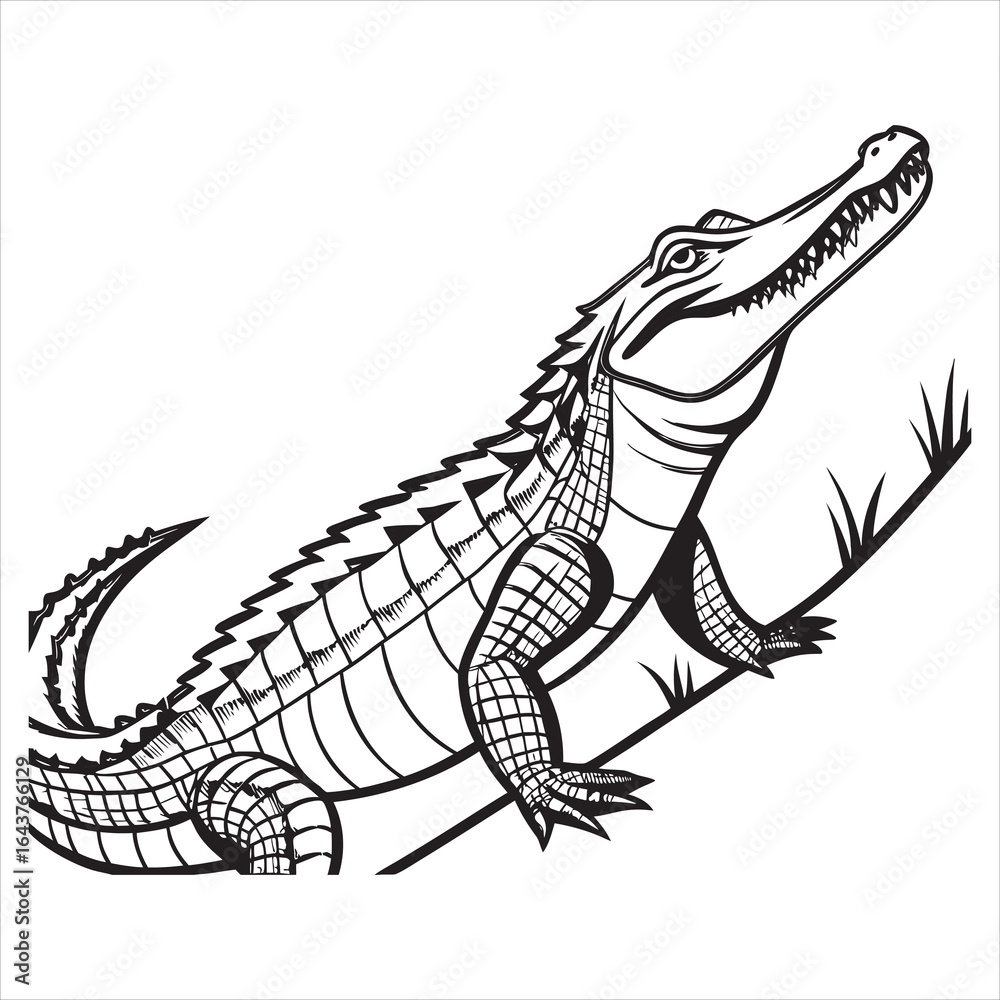 Fototapeta premium Printamerican-alligator-vector