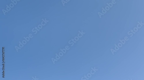 Many seagulls flying on a blue sky background
