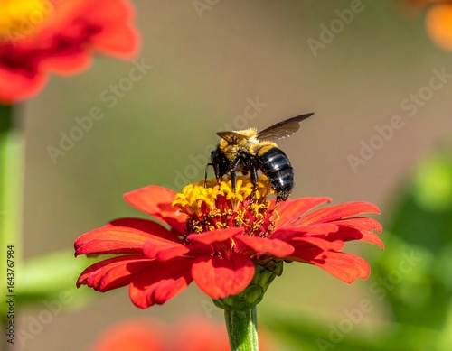 Bee on bright red flower