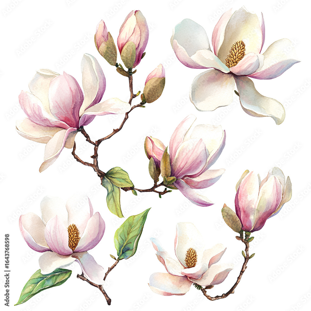 Obraz premium Watercolor Magnolia Flowers PNG – Elegant Floral Clipart