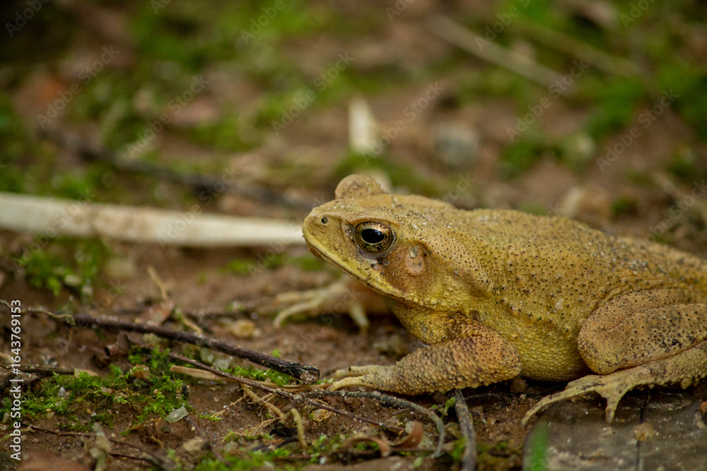 Toad on the ground Toad on the ground