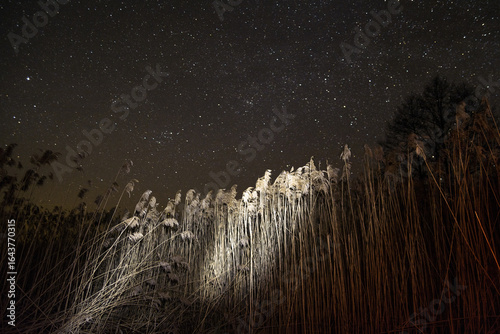 Nighttime landscape features illuminated reeds under a starry sky in a tranquil outdoor setting