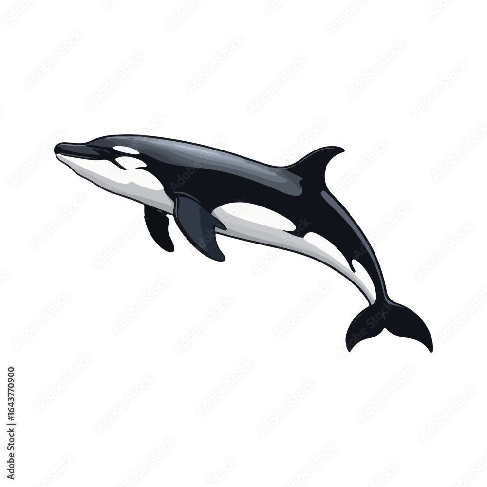 Obraz premium Orca Whale