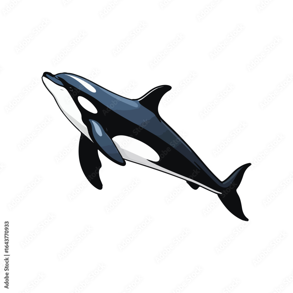 Obraz premium Orca Whale