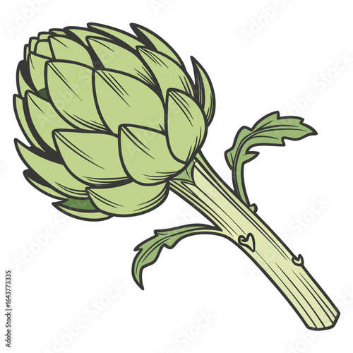 Vector illustration of an artichoke with stem and leaves on white