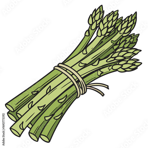 A bunch of fresh asparagus tied together with string ready to cook