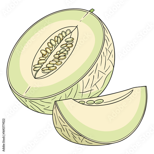 Illustration of a sliced cantaloupe melon with seeds and skin detailing