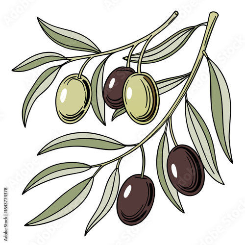 Illustration of two olive branches with both green and black olives hanging