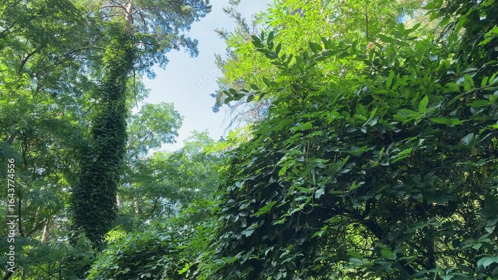 High pines with trunks overgrown with climbing plants in forest High pines with trunks overgrown with climbing plants in forest