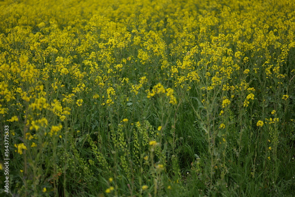 Obraz premium Golden yellow wildflowers bloom vibrantly across a vast meadow in springtime, creating a stunning natural landscape filled with life and color