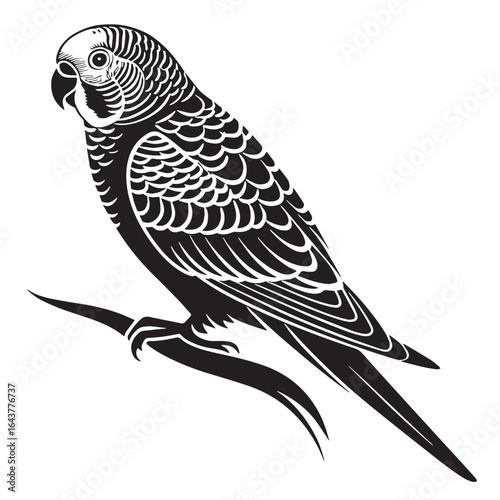black budgie Silhouette Vector, High Quality Illustration on White Background