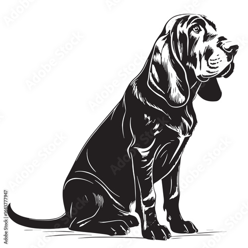 black bloodhound Silhouette Vector, High Quality Illustration on White Background