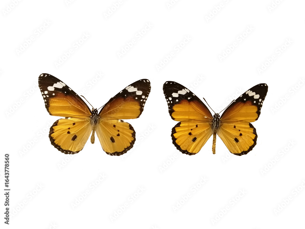 Obraz premium Set two Plain Tiger butterflies isolated on white background. Danaus chrysippus.
