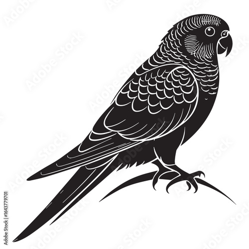 black budgie Silhouette Vector, High Quality Illustration on White Background