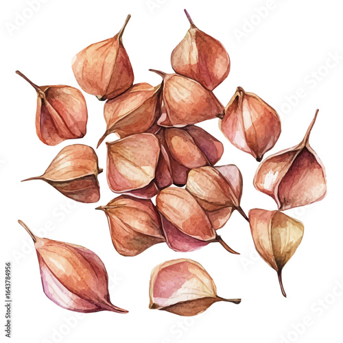 A high-quality watercolor illustration of buckwheat seeds, soft colors, and fine brush details, hand-drawn and isolated on a white background, EPS format. simple painting set